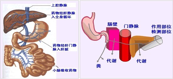 药物作用的基本原理