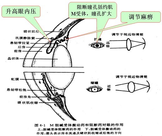 2014中西医助理医师药理学要点总结:阿托品类